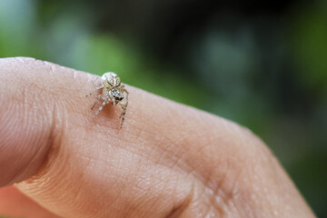 Tiny, small curious spider, gentle arachnid on human finger. This macro wildlife photograph captures delicate bug exploring skin in nature with blurred green background