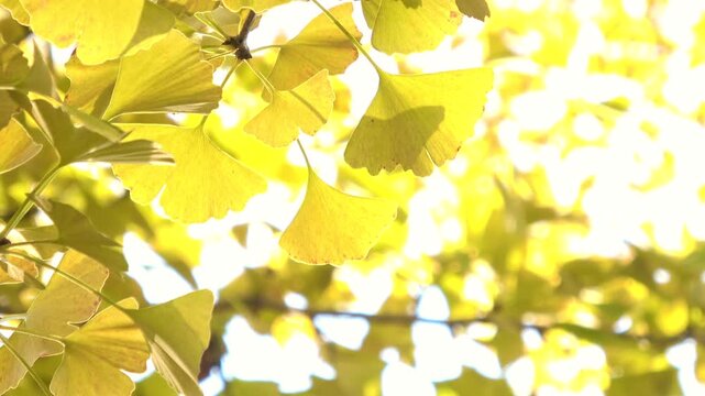 Closeup shot of autumn golden yellow ginkgo biloba leaves swaying in breeze with sunlight. 4K