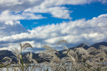 Tranquil Autumn Field in Korea, 한국의 가을, 평온한 자연의 색감