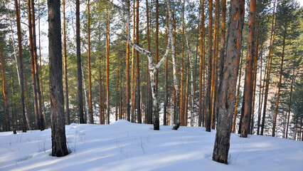 Naklejka premium Winter Serenity