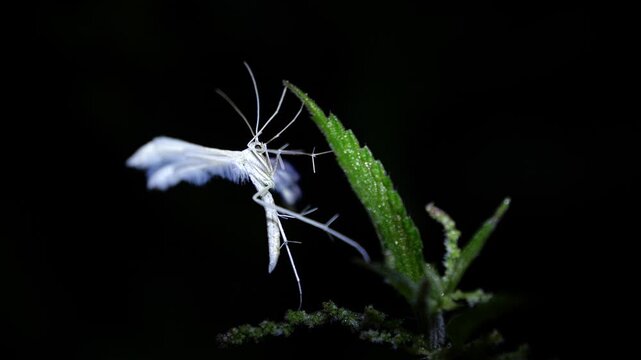 Schlehen-Federgeistchen,
Pterophorus pentadactyla, Motte, Nachtfalter, 