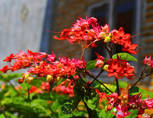 Bleeding heart vine flower (Clerodendrum thomsoniae) blooming in natural garden, tropical plant macro photography, perfect for Earth Day and World Environment Day themes.