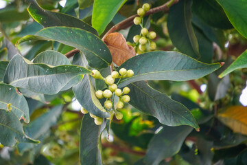 small guavas growing on tree branches among lush green leaves.