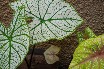 Caladium plant leaf with white, green, and pink veins against a textured wall