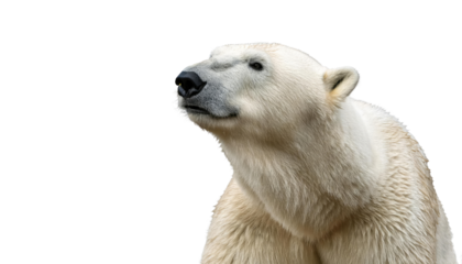 Polar Bear Portrait Isolated White Background