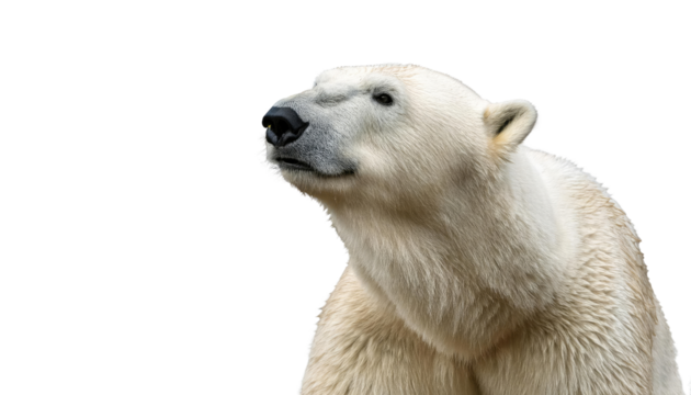 Polar Bear Portrait Isolated White Background