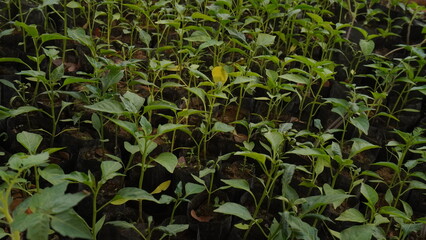 Tree seedlings green leaves background