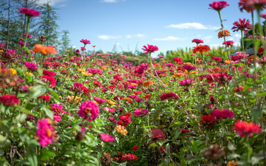 Field of Zinnia Flowers in Bloom. 
