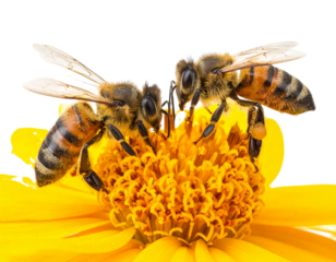Pair of Busy Honeybees Collecting Nectar from Yellow Flowers Isolated on Transparent Background