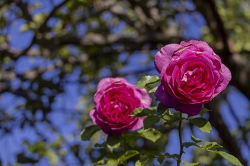 Two pink-magenta roses in sunlight with green leaves, early autumn backyard, San Jose, California