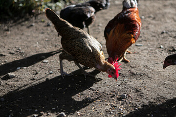Free Range Chickens Feeding on the Ground in the Morning Sunlight