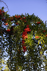 Firethorn branches with berries against blue sky, early autumn backyard, San Jose, California