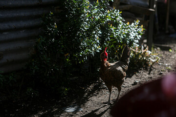 Free Range Chickens Feeding on the Ground in the Morning Sunlight