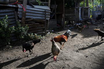 Free Range Chickens Feeding on the Ground in the Morning Sunlight