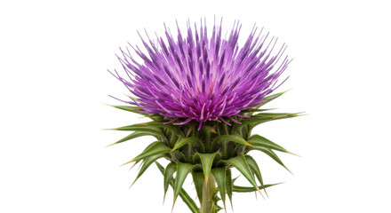 Thistle flower with sharp green leaves and thorny stem