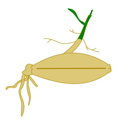 barley grain seed germinating into a seedling stage conversion growing into barley plant agriculture.eps