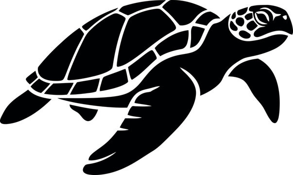 turtle vector illustration