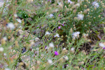 Spotted Knapweed at Myra Canyon, near Kelowna, British Columbia, Canada.