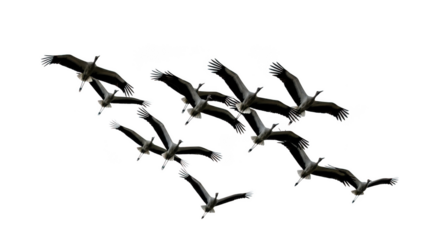 Birds flying in formation overhead against a dark sky