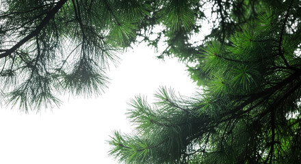 Obraz premium Plant abstract