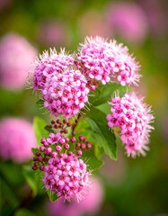 Close-up of a vibrant pink Spiraea japonica flower cluster.