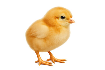 Obraz premium Little yellow chick standing on transparent background, symbolizing new life, innocence, and springtime farming