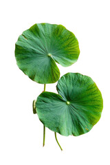 Two vibrant green lotus leaves, veins visible, on a dark background