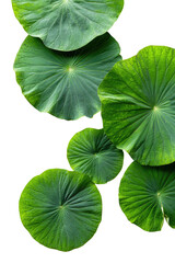 Isolated green lotus leaves floating on a black background