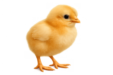 Yellow baby chicken chick standing, fluffy newborn poultry, easter farm animal, cute livestock symbol, isolated transparent background