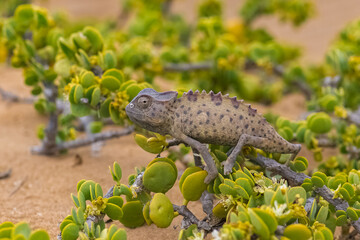 Namaqua Chameleon, Chamaeleo namaquensis, standing on the sand in the Namib desert
