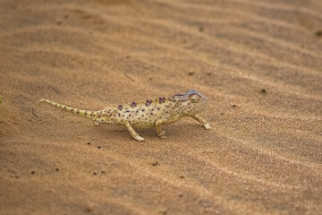 Namaqua Chameleon, Chamaeleo namaquensis, standing on the sand in the Namib desert

