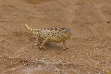 Namaqua Chameleon, Chamaeleo namaquensis, standing on the sand in the Namib desert
