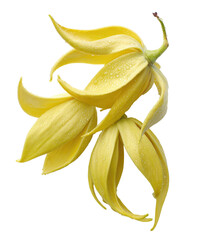 Exotic yellow flowers with dew drops on a solid black backdrop