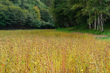 白樺林とそば畑