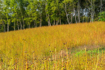 蕎麦畑と白樺林