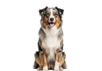 Beautiful australian shepherd dog breed pet puppy animal portrait cute smiling face sitting pose stock photo image isolated on transparent background