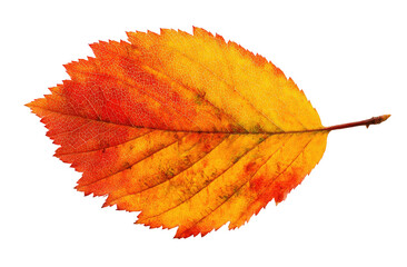 Autumn leaf, vibrant colors