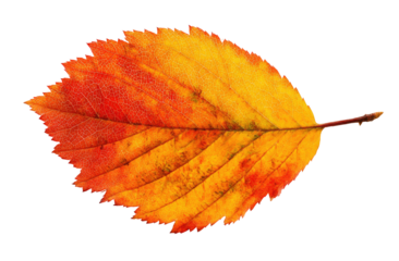 Autumn leaf, vibrant colors