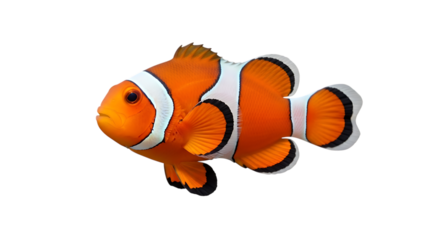 Vibrant orange and white clownfish with detailed fins and scales swimming in dark water isolated on a transparent background
