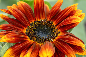 Bright beautiful sunflower of Paquito variety, red petals with yellow tips. Close-up of the flower in the fall garden.