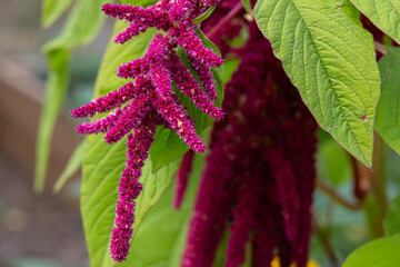 Beautiful bright red bloom of Amaranth plant with green leaves grows in the summer garden.