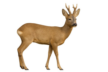 Fototapeta premium Roe deer buck standing, animal wildlife cutout on transparent background, wild mammal capreolus living in forest