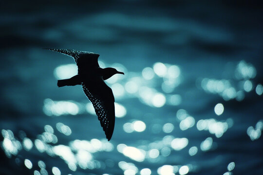 A lone seabird soaring over an ocean shimmering with bioluminescence  