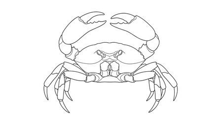 Fototapeta premium Detailed black and white line art illustration of a crab, front view, with its large claws raised, isolated on a white background.