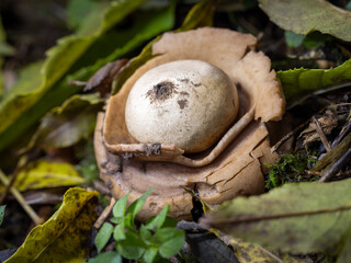Ei Halskrausen-Erdstern in der Seitenansicht zwischen herbstlichen Laub