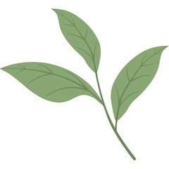 Delicate Green Branch With Three Leaves Elegant Botanical Element Isolated On White Background For Natural Design