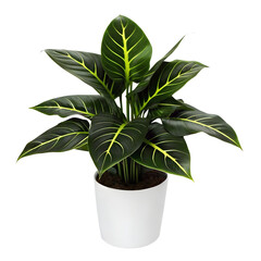 Dark Green Tropical Houseplant with Yellow Highlights in White Pot Isolated