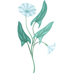 Delicate Light Blue Morning Glory Flowers with Green Stems and Leaves Isolated on a Transparent White Background Delicate Floral Botanical Illustration Vector Art
