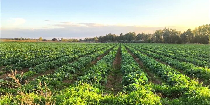 Cultivo de coliflor y br&oacute;coli 