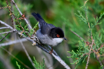 Sardinian warbler // Samtkopf-Grasmücke (Curruca melanocephala) - Peloponnese, Greece